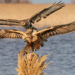 Interacción entre aguilucho lagunero y busardo ratonero en los humedales de El Taray. Fotografía de aves rapaces compitiendo por comida en Toledo.