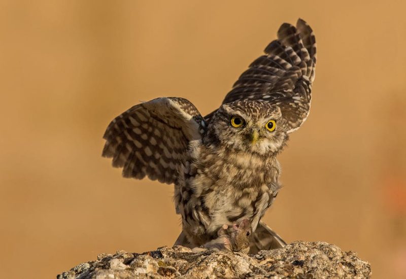 Mochuelo común con una presa en las garras sobre una roca en los hides de El Taray, Toledo.