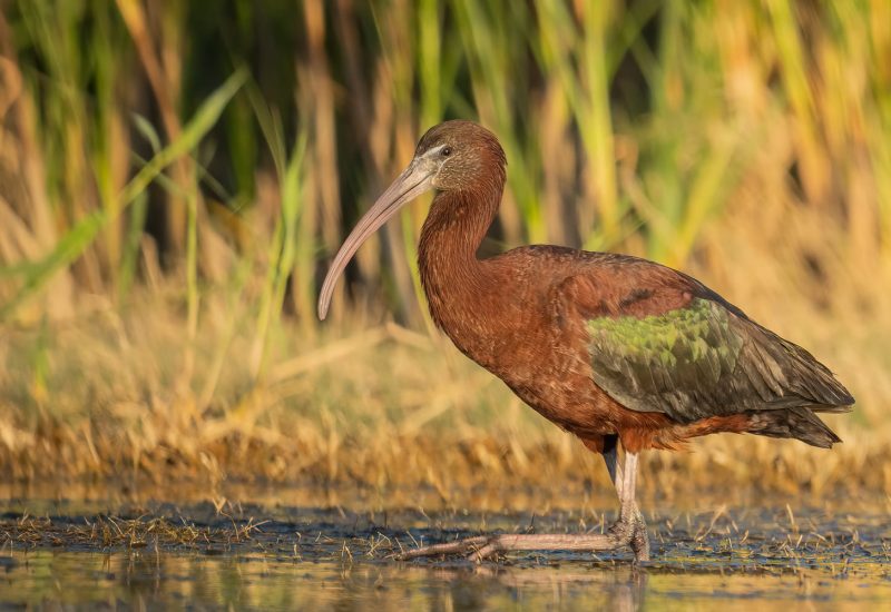 Morito común (Plegadis falcinellus) con plumaje irisado caminando por el barro en la laguna de El Taray, Toledo.