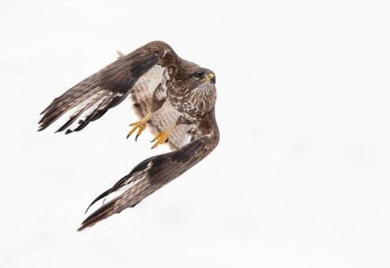 Rapaces de Valdeburón