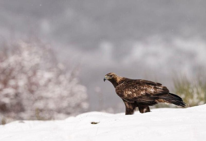 Rapaces de Valdeburón