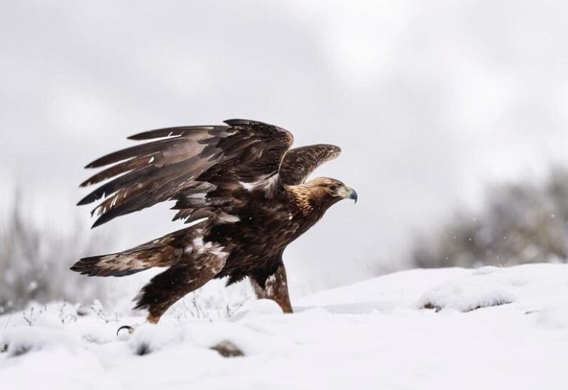 Rapaces de Valdeburón