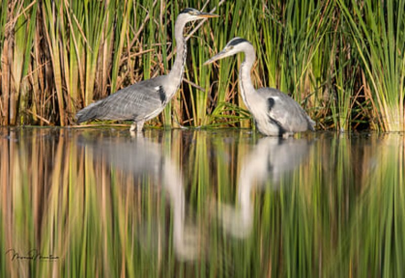 Pareja de garzas reales con reflejo nítido en el agua frente a un carrizal en El Taray, Toledo.