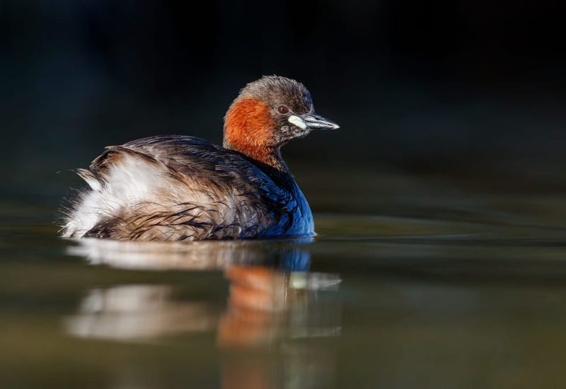 Zampullín chico nadando en la laguna de El Taray, Toledo. Fotografía de aves acuáticas con luz de tarde.