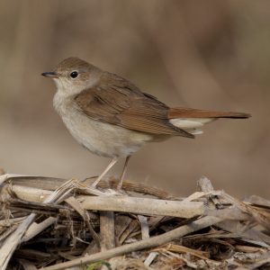 Ruiseñor común posado sobre restos de vegetación seca en los hides de El Taray, Wild Spain Travel, fotografía de aves en Toledo.