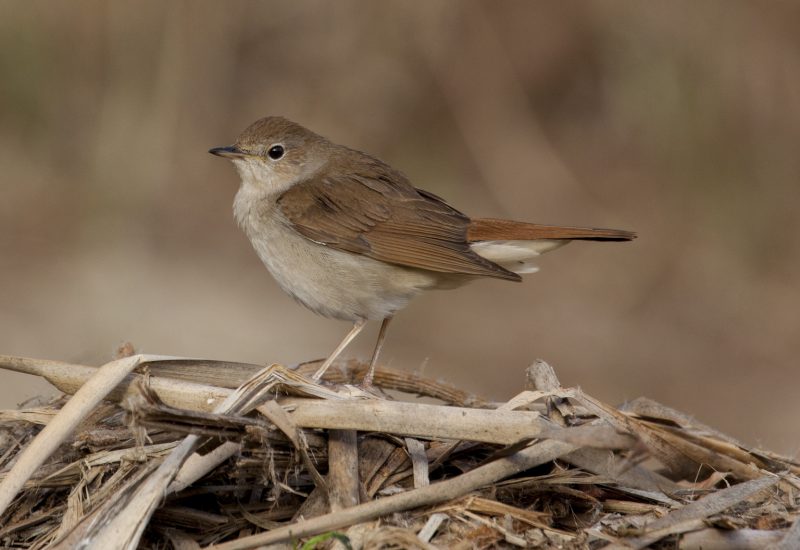 Ruiseñor común posado sobre restos de vegetación seca en los hides de El Taray, Wild Spain Travel, fotografía de aves en Toledo.