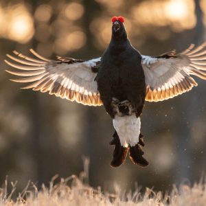 blackgrouse