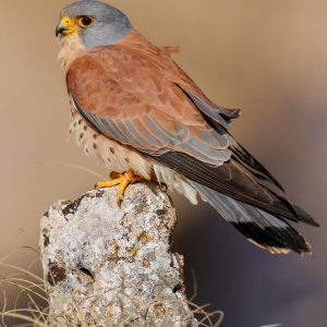 Cernícalo primilla macho (Falco naumanni) posado sobre una piedra en un entorno estepario, fotografiado por Wild Spain Travel en El Taray.