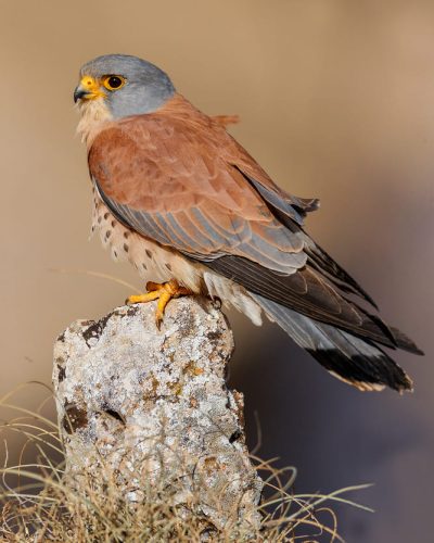 Cernícalo primilla macho (Falco naumanni) posado sobre una piedra en un entorno estepario, fotografiado por Wild Spain Travel en El Taray.