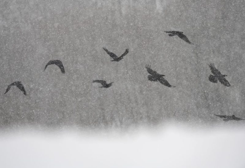 cuervos snow-Hide los pandiellos