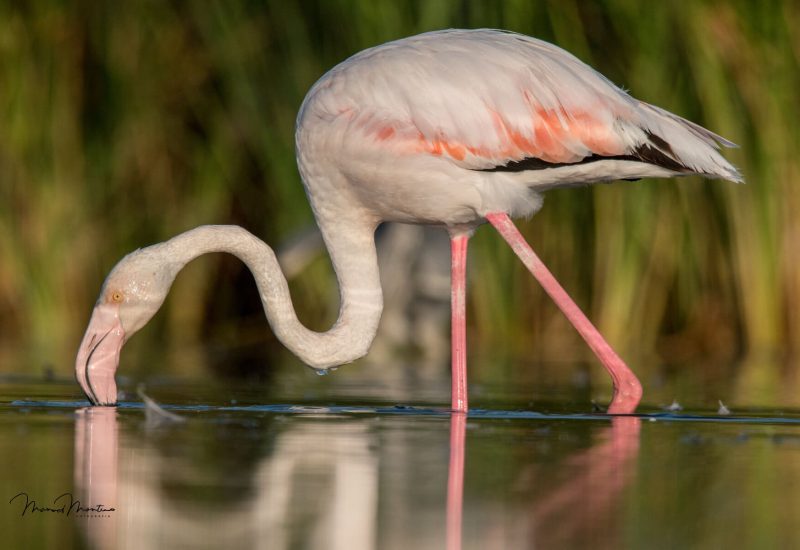 Primer plano de un flamenco común alimentándose en la laguna de El Taray. Fotografía detallada de aves acuáticas en Toledo.