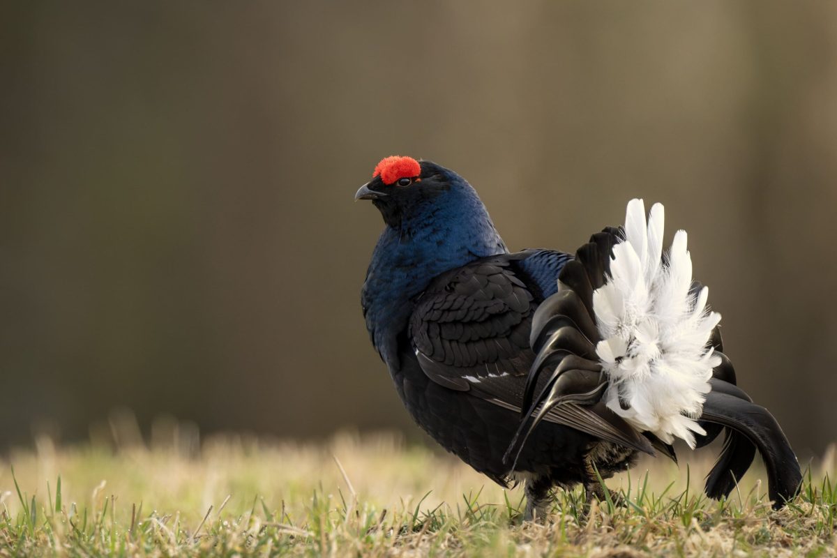 gallo forcello_gallo lira_