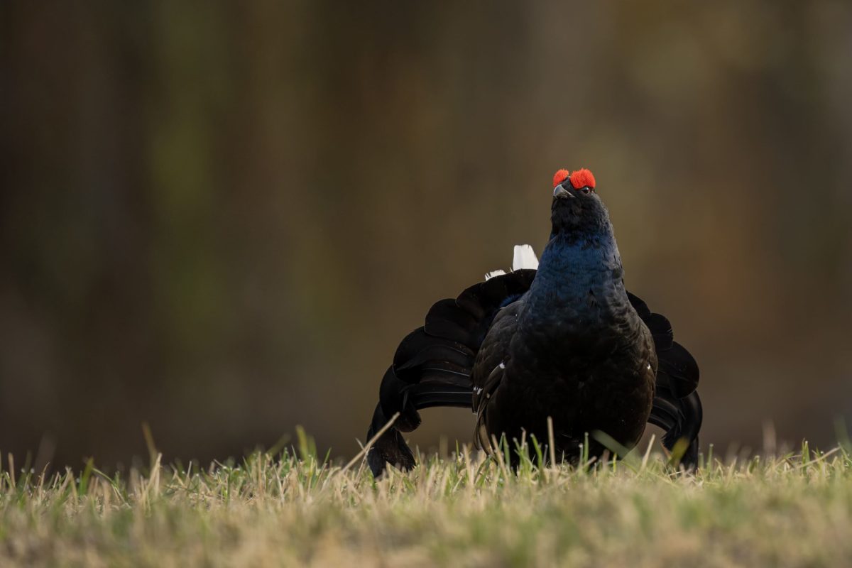 gallo forcello_gallo lira_