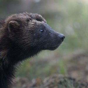 ghiottone kuhmo