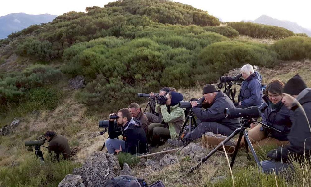 Grupo de personas con telescopios y prismáticos realizando observación de lobo ibérico en una ladera de montaña con Wild Spain Travel y Aveshide.