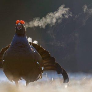 terry black grouse kuusamo