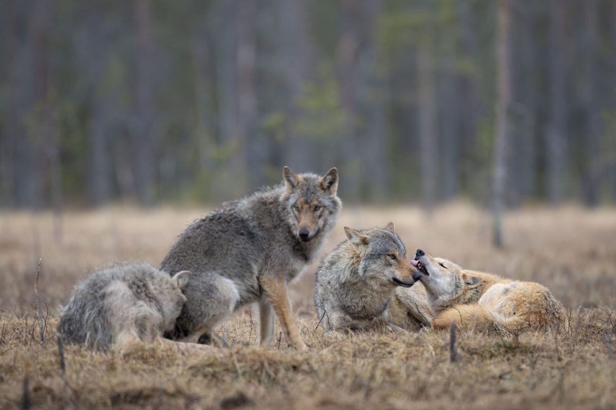 lobo_finlandia