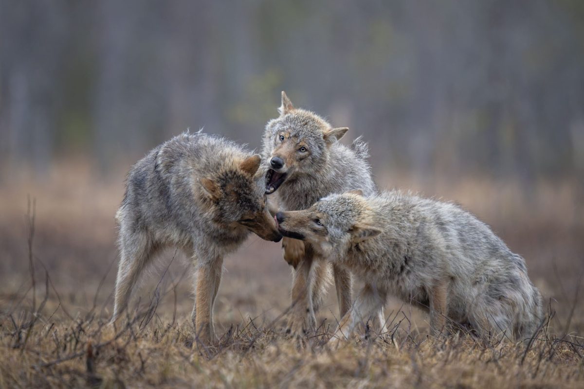 lobo_finlandia