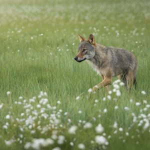 lupo finlandia