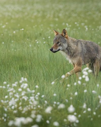 lupo finlandia