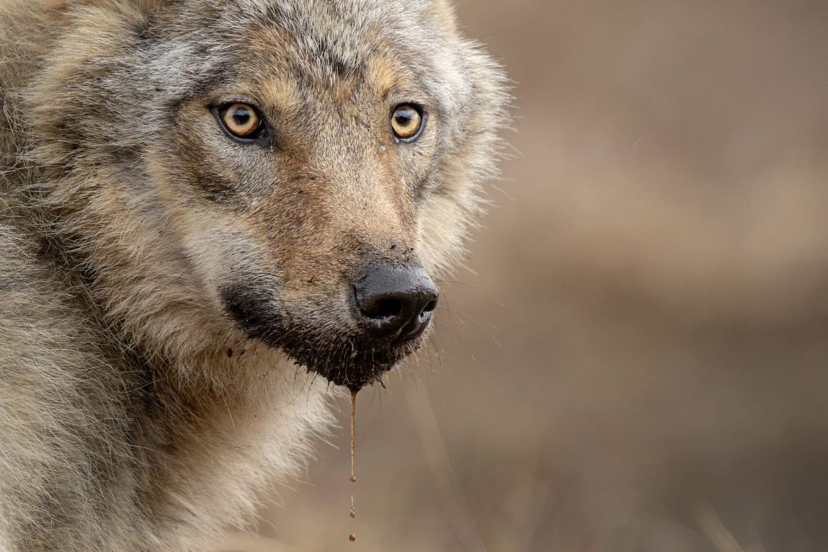 lobo_finlandia
