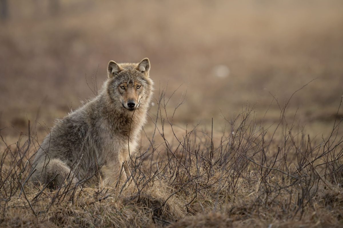 lobo_finlandia