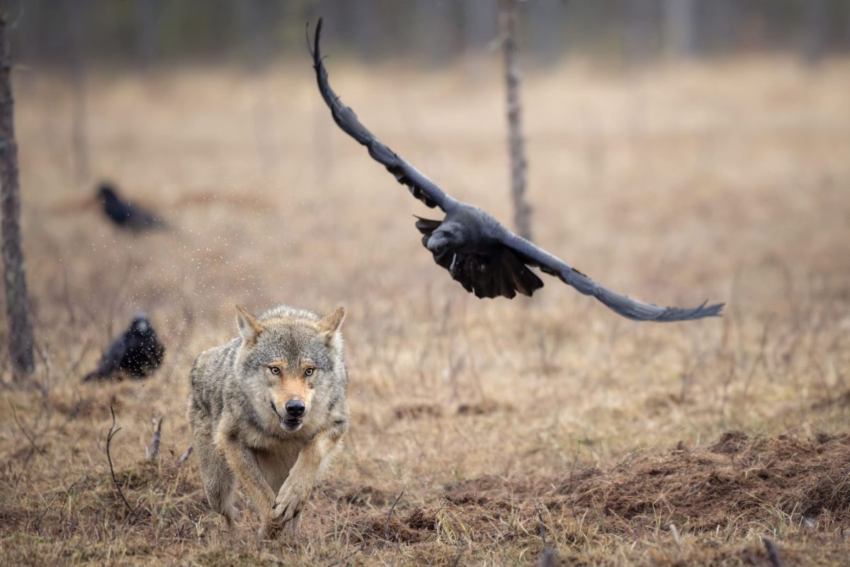 Lobo_Finlandia