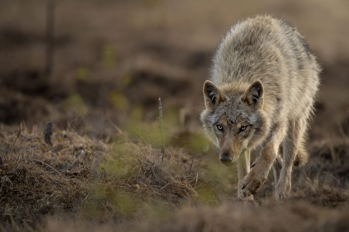 Lobo_Finlandia