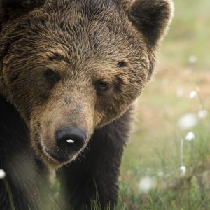 orso kuhmo