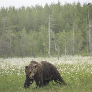 orso kuhmo