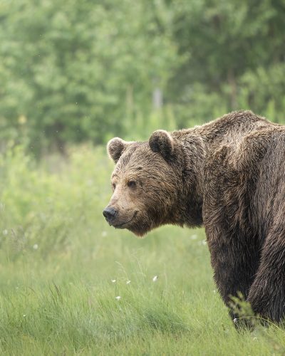 orso kuhmo