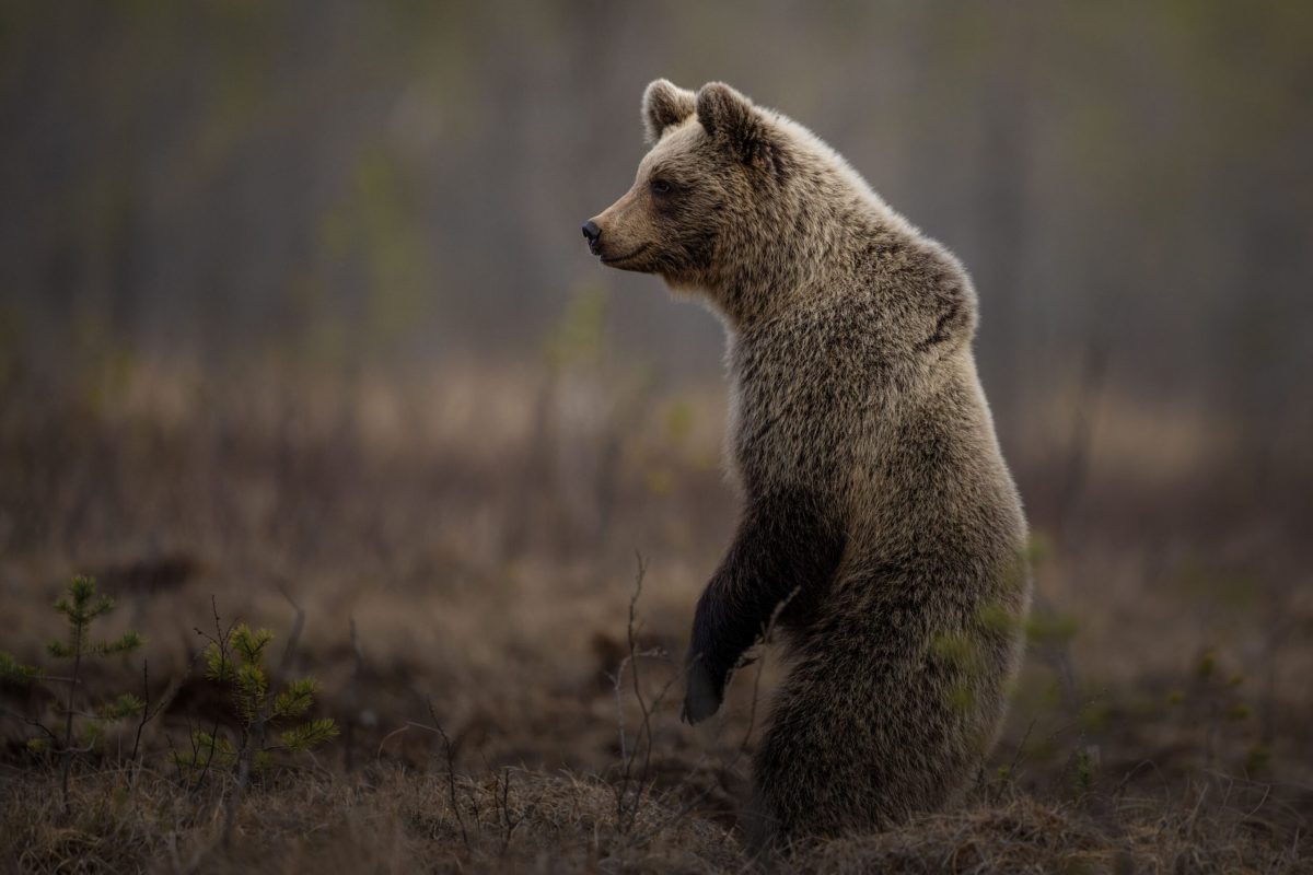 oso_Finlandia