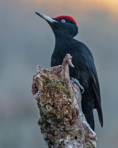 picamadero negro