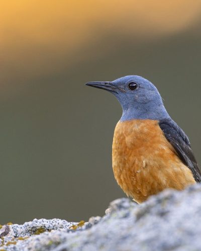 roquero rojo