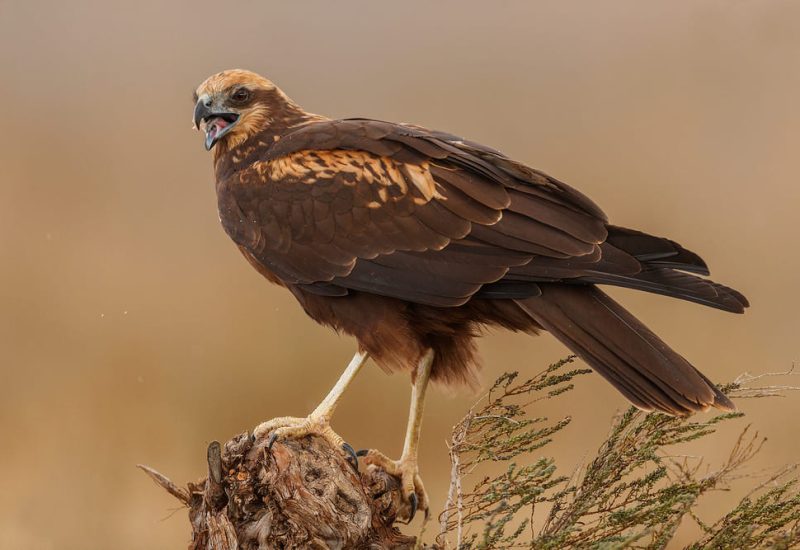 Hembra de aguilucho lagunero con el pico abierto posada en un tronco, fotografía de fauna en los Hides de El Taray, Toledo.