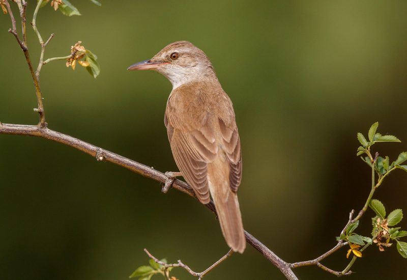 Carricero tordal posado en una rama de espino, fotografía de aves con aveshide.