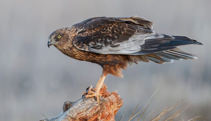 Primer plano de un aguilucho lagunero posado sobre un tronco en los Hides de El Taray, Toledo.