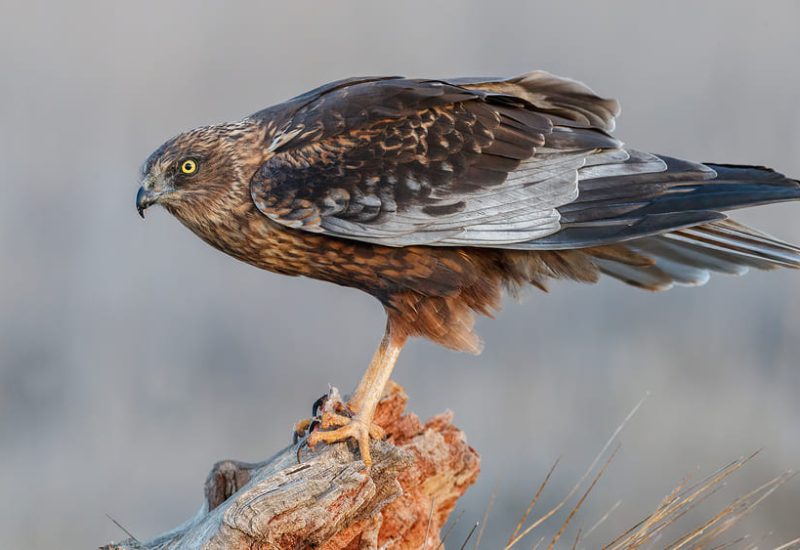 Primer plano de un aguilucho lagunero posado sobre un tronco en los Hides de El Taray, Toledo.