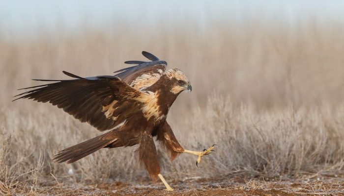Aguilucho lagunero occidental hembra aterrizando con las garras extendidas frente a los hides de la Mangada, El Taray.