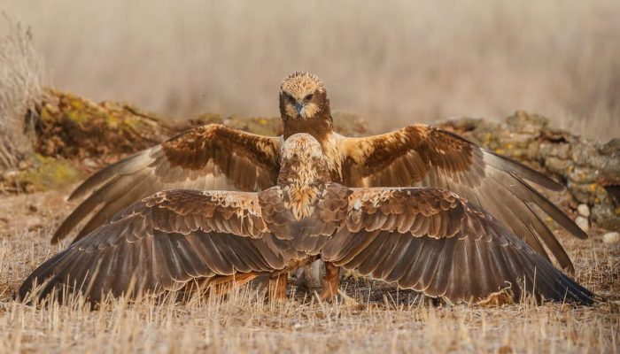 Dos aguiluchos laguneros occidentales interactuando con las alas desplegadas en el suelo, fotografía de comportamiento animal en El Taray.