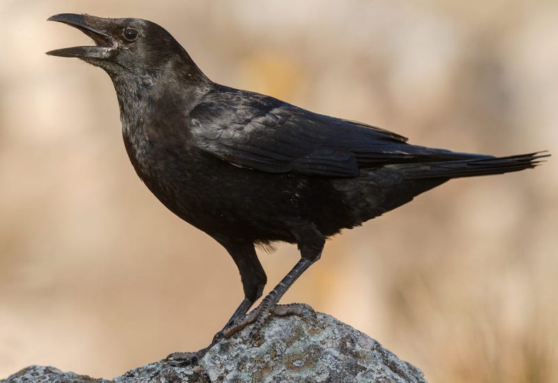 Corneja negra posada sobre una roca con el pico abierto en los hides de El Taray, Toledo.