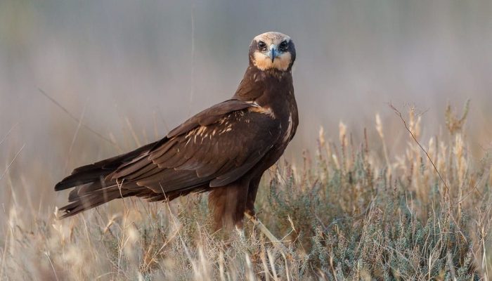 Hembra de aguilucho lagunero occidental posada en el suelo cerca de los hides de la Mangada, El Taray, Toledo.
