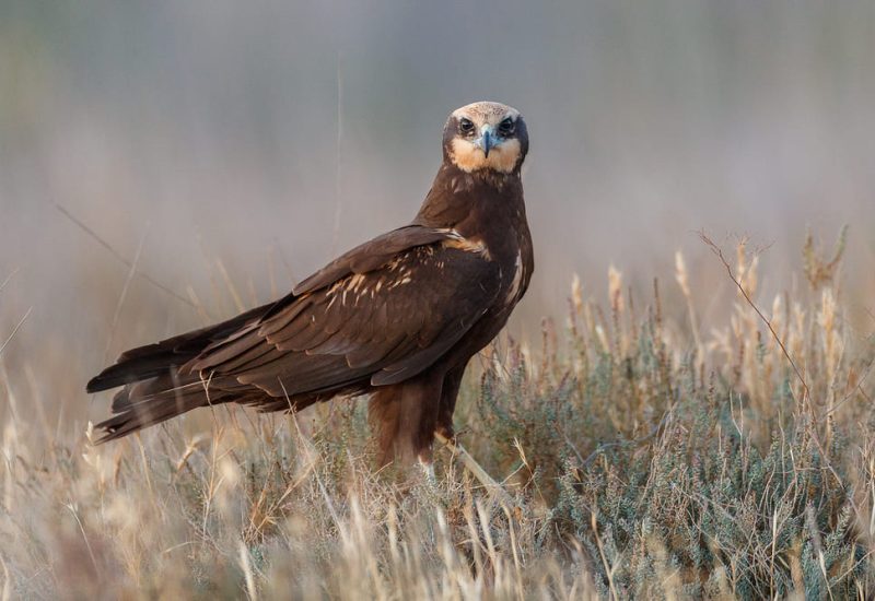 Hembra de aguilucho lagunero occidental posada en el suelo cerca de los hides de la Mangada, El Taray, Toledo.