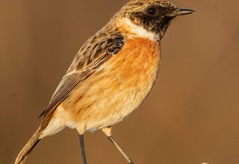 Tarabilla europea macho posado sobre una piedra en la Finca El Taray, Toledo. Plumaje de invierno.