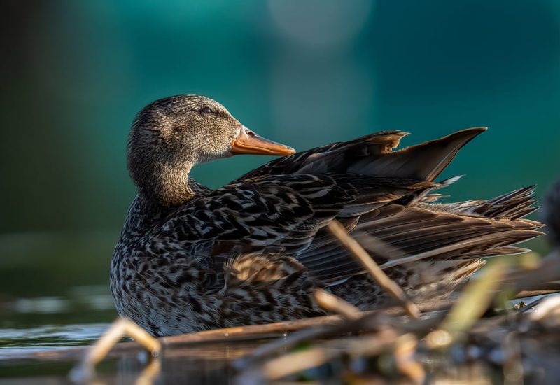 Hembra de ánade real sobre el agua en los Hides de El Taray, Toledo. Fotografía de aves en humedales de Castilla-La Mancha.