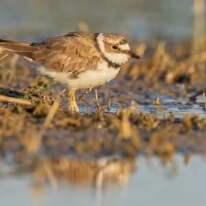 Chorlitejo chico (Charadrius dubius) buscando alimento en el lodo a orillas de la laguna de El Taray, Toledo.