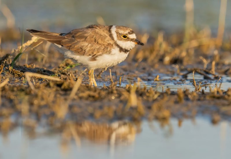 Chorlitejo chico (Charadrius dubius) buscando alimento en el lodo a orillas de la laguna de El Taray, Toledo.