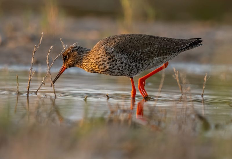 Archibebe común (Tringa totanus) alimentándose en la orilla de la laguna de El Taray al atardecer, Toledo.