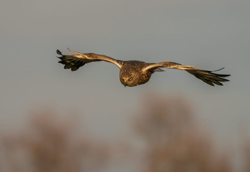 Aguilucho lagunero volando de frente hacia la cámara en la finca El Taray, Toledo.