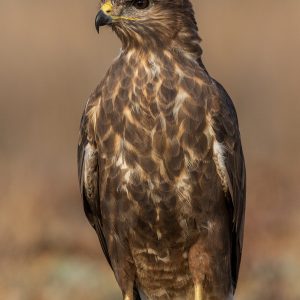z_J8A6480